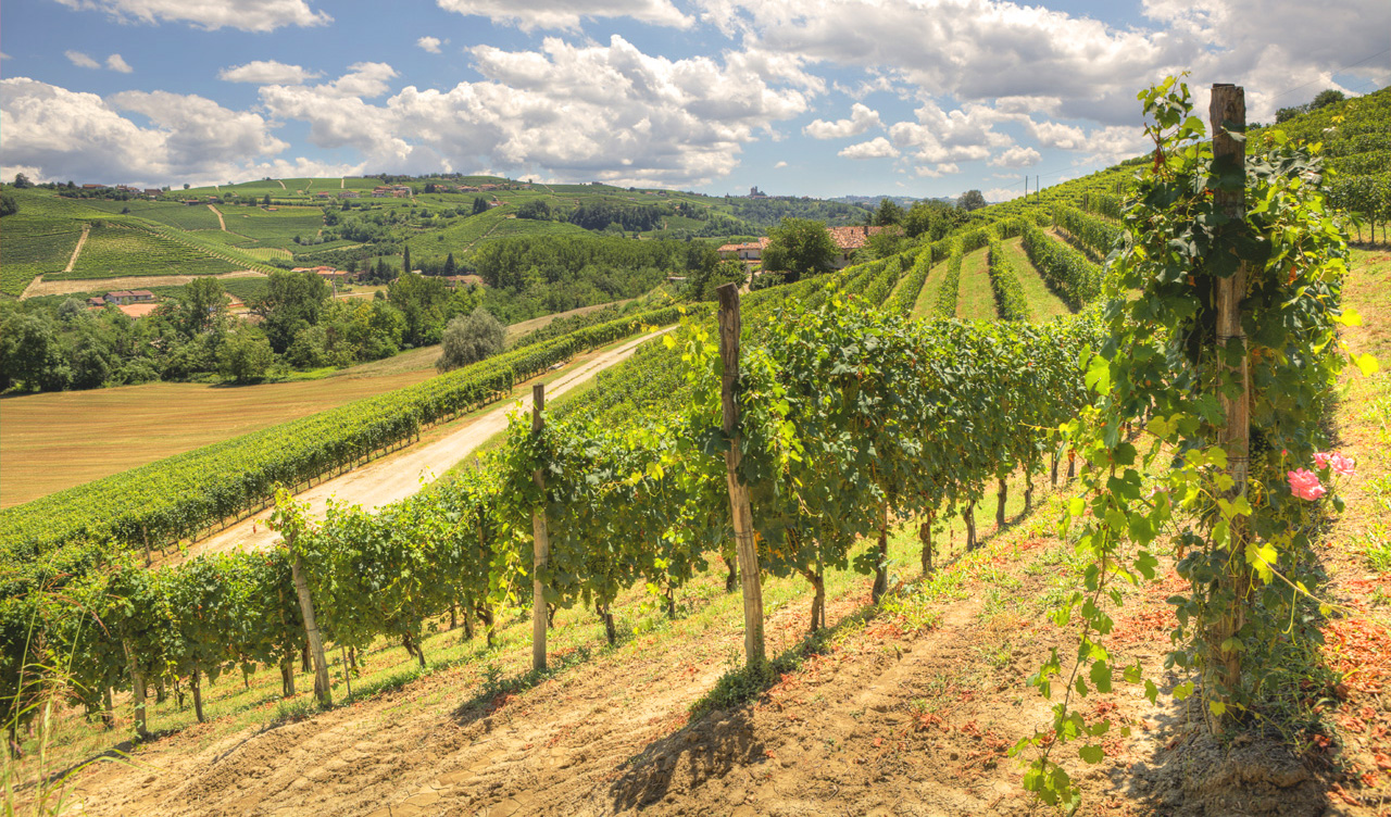 Italien vingård